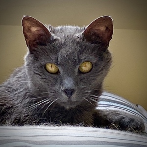 Fundraising Page: Susan  Breckenridge 